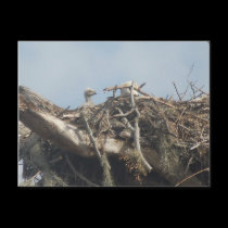 Baby Eagle 2010 postcards