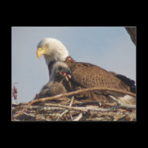 Baby Eagle 2011 postcards