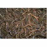 Baby eels photo cutout