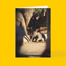 Baby Elephant Birthday Card cards