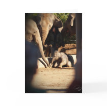Baby Elephant Birthday Card