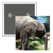 baby elephant by water buttons