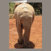 Baby Elephant cards