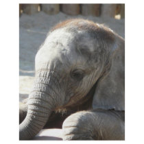 baby elephant flyers