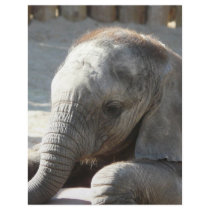 baby elephant custom letterhead