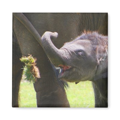 Baby elephant magnet by jdmphotography