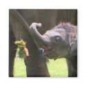 Baby elephant magnets by jdmphotography Baby elephant magnets