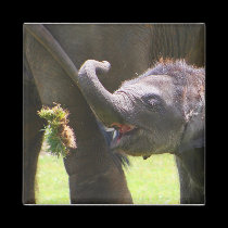 Baby elephant magnets