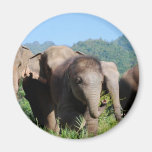 Baby Elephant Magnets