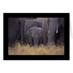 Baby Elephant March Cards