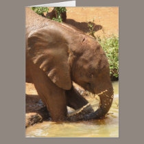 Baby Elephant Playing in Pond cards