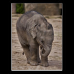 Baby Elephant Postcard postcards