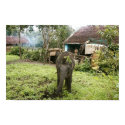 baby elephant poster posters by iluvsrk baby elephant poster posters