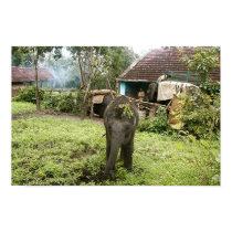 baby elephant poster posters