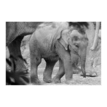 Baby Elephant posters by punkiebunnies Baby Elephant posters