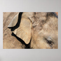 Baby elephant poster posters