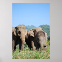 Baby elephant poster posters