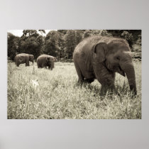 Baby Elephant Poster posters