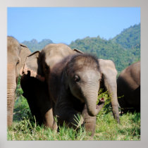 Baby elephant posters