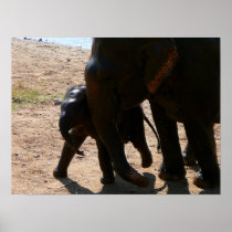 Baby Elephant Poster in color posters