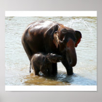 Baby Elephant Poster in color posters