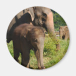 Baby Elephant Refrigerator Magnet