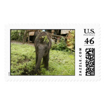 baby elephant stamp