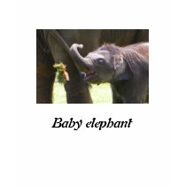 Baby elephant t-shirts by jdmphotography Baby elephant t-shirts