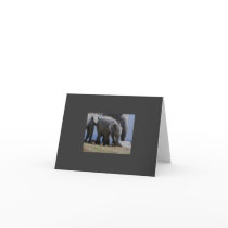 Baby Elephant Walk cards by MoiraMacKinnon Baby Elephant Walk cards