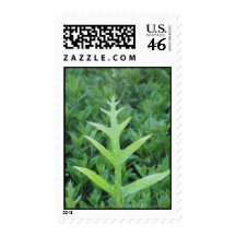 Baby Fern Stamps