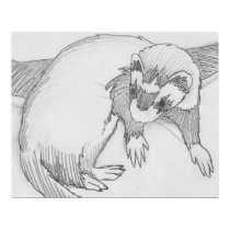 "Baby" Ferret Drawing Poster posters