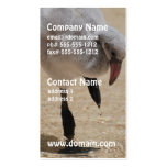 Baby Flamingo Busienss Cards Business Card