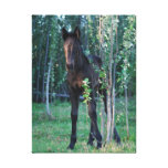 Baby  foal and poplar sapling stretched canvas print