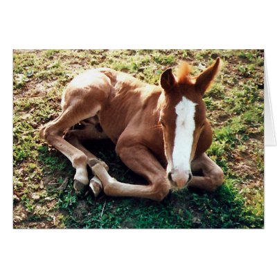 Baby foal Card Horse by forbes1954