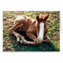 Baby foal Card Horse