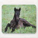 Baby foal lying in the meadow mouse pad