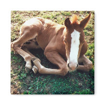 Baby foal Magnet Horse by forbes1954 Baby foal Magnet Horse