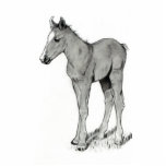 BABY FOAL PHOTO SCULPTURE