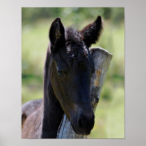 Baby foal posters
