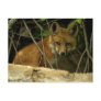 baby fox by hole post cards
