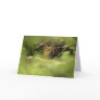 Baby fox greeting cards