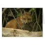 Baby fox cards