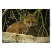 Baby fox cards
