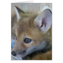 Baby Fox Greeting Card