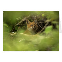 Baby fox greeting cards