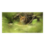 Baby fox photo cards