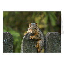 Baby Fox Squirrel Cards