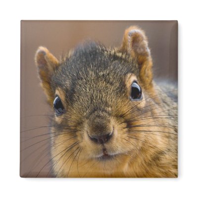 Baby Fox Squirrel Refrigerator Magnet by asquirrelstale