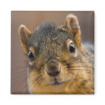 Baby Fox Squirrel Refrigerator Magnet