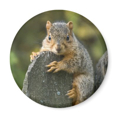 Baby Fox Squirrel Magnets by asquirrelstale
